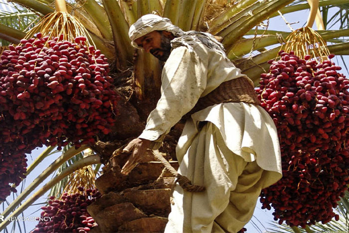 برداشت ۳۰۰ هزار تن انواع خرما در استان سیستان و بلوچستان