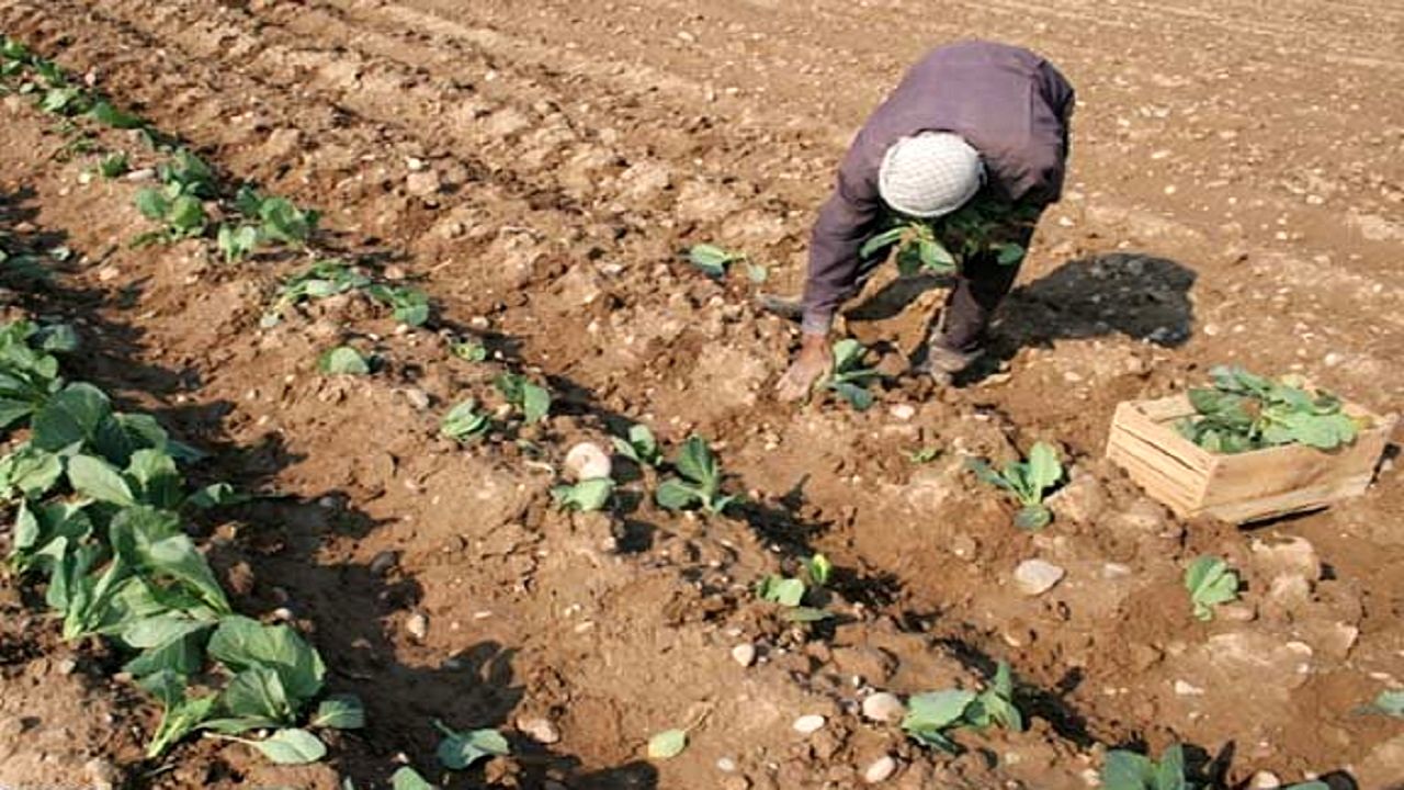 آغاز کشت بهاره در ۳۵۰ هکتار از اراضی کشاورزی دهکهنه روگر