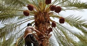 برداشت ۸۰ هزار تن خرما در شادگان