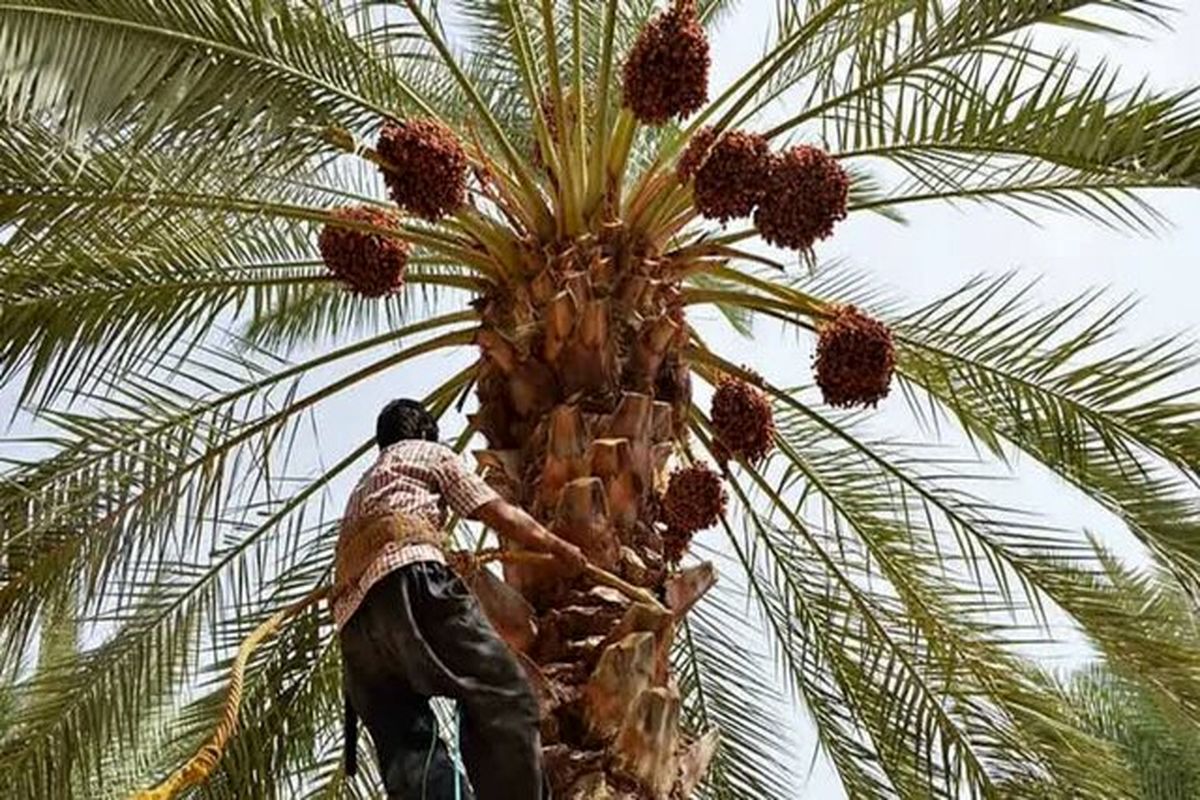 برداشت ۸۰ هزار تن خرما در شادگان