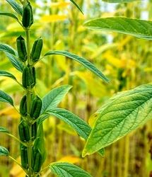پیش بینی برداشت ۵۰۰۰ تن کنجد در دلگان