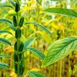پیش بینی برداشت ۵۰۰۰ تن کنجد در دلگان