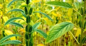 پیش بینی برداشت ۵۰۰۰ تن کنجد در دلگان