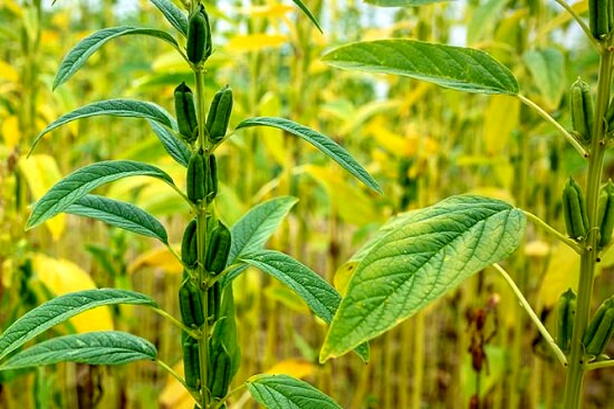 پیش بینی برداشت ۵۰۰۰ تن کنجد در دلگان