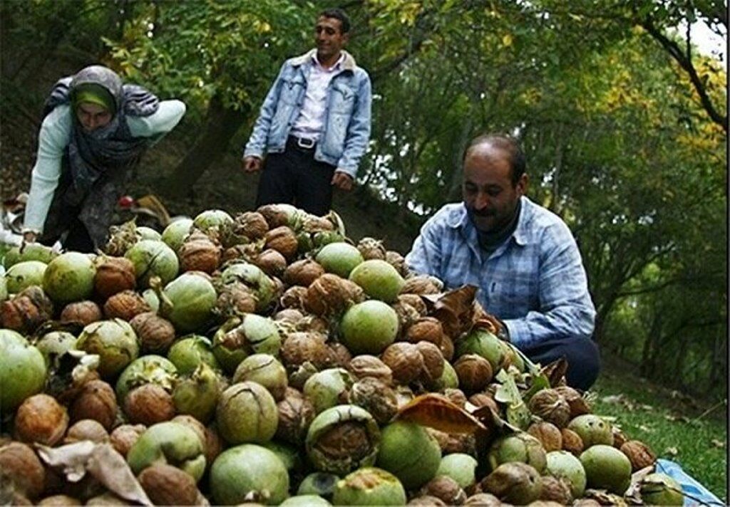 نخستین جشنواره استانی گردو در ثمرین برگزار می‌شود