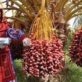 یک سوم خرمای کشور صادر می‌شود