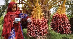 یک سوم خرمای کشور صادر می‌شود