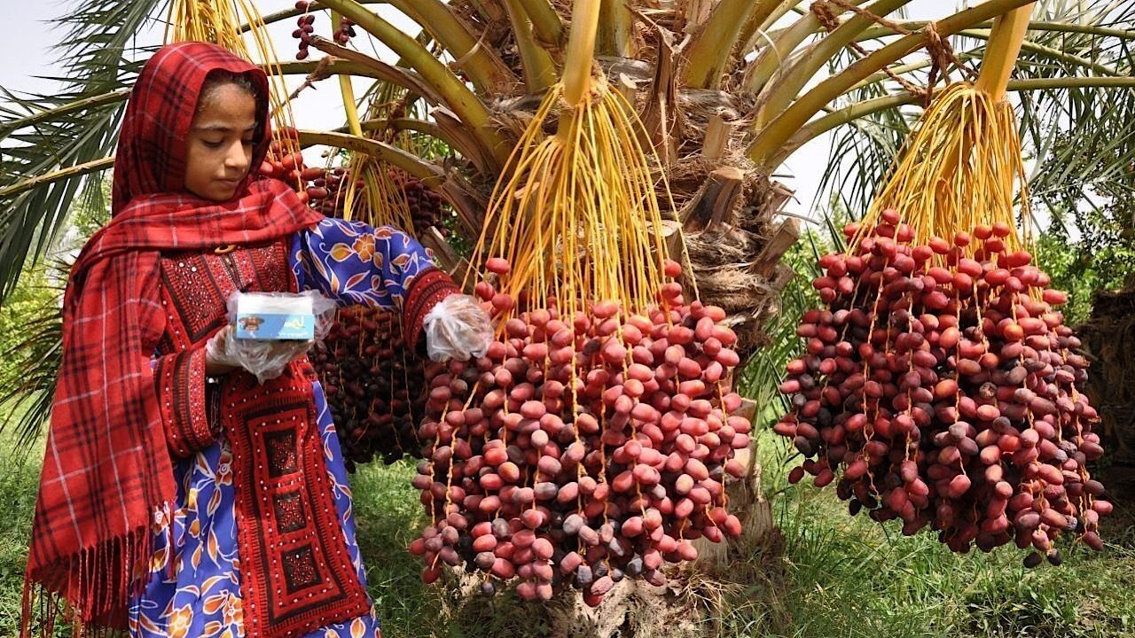 یک سوم خرمای کشور صادر می‌شود