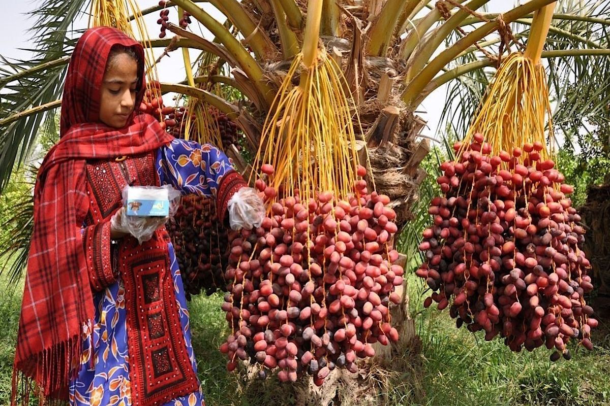 یک سوم خرمای کشور صادر می‌شود