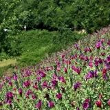 جشنواره گیاهان دارویی در آستارا برگزار خواهدشد