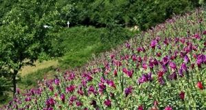 جشنواره گیاهان دارویی در آستارا برگزار خواهدشد