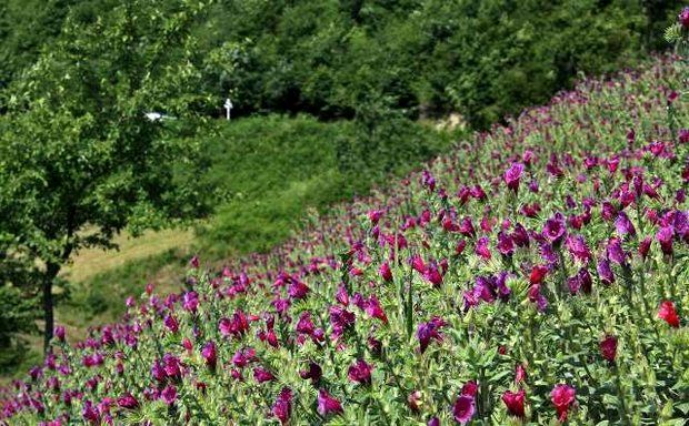 جشنواره گیاهان دارویی در آستارا برگزار خواهدشد