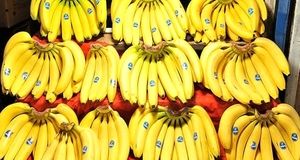 تکذیب ممنوعیت واردات موز