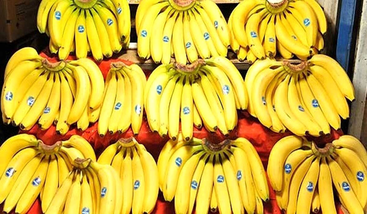 تکذیب ممنوعیت واردات موز