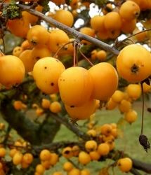 آغاز برداشت ازگیل در استان گیلان