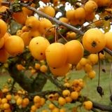 آغاز برداشت ازگیل در استان گیلان