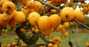 آغاز برداشت ازگیل در استان گیلان