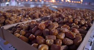 صادرات خرما از سر گرفته شد