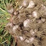 برداشت ۱۵ هزار تن سیر در استان آذربایجان‌شرقی