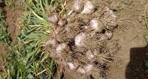 برداشت ۱۵ هزار تن سیر در استان آذربایجان‌شرقی