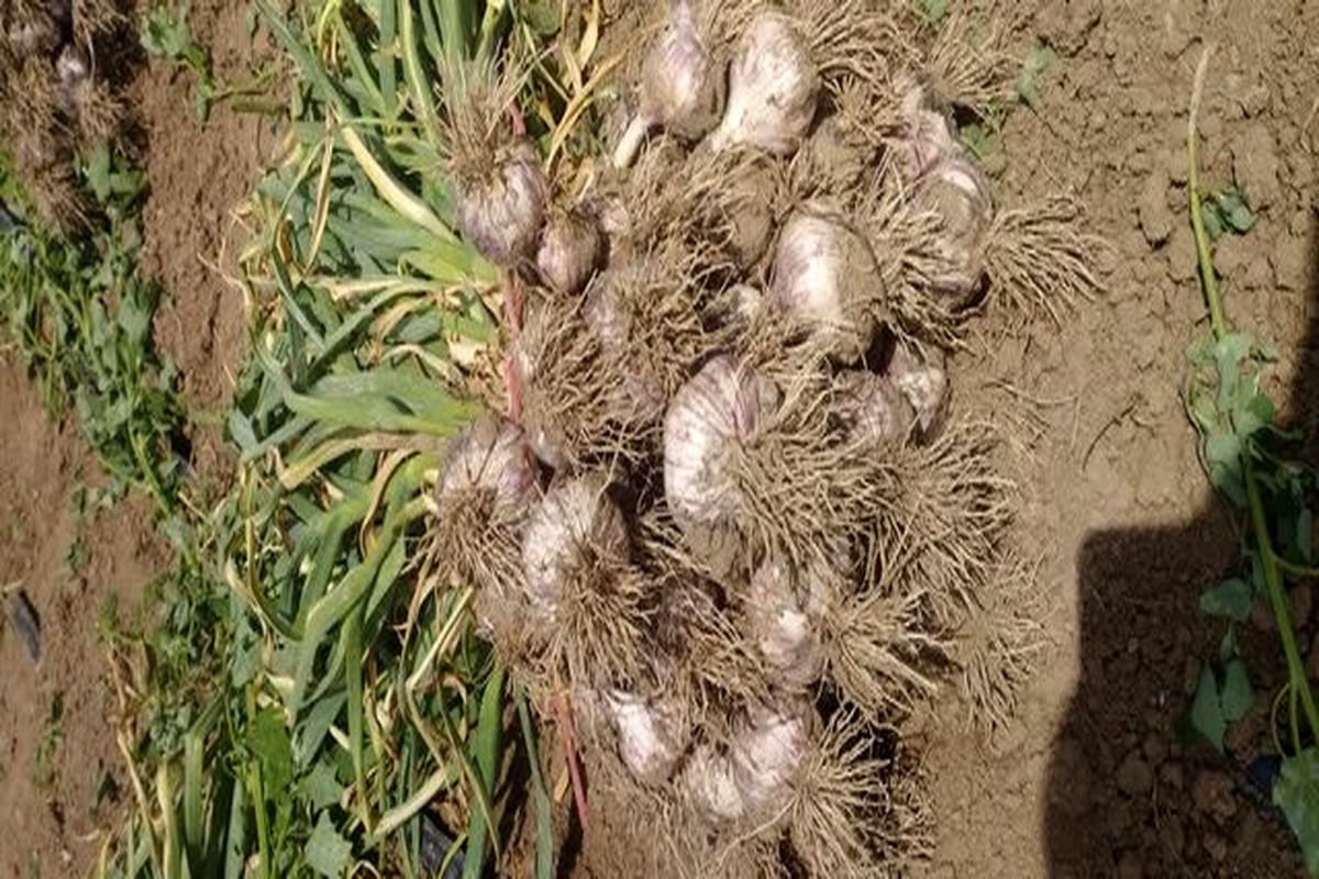برداشت ۱۵ هزار تن سیر در استان آذربایجانشرقی