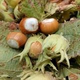 برداشت نوبرانه فندق از باغات استان گیلان آغاز شد