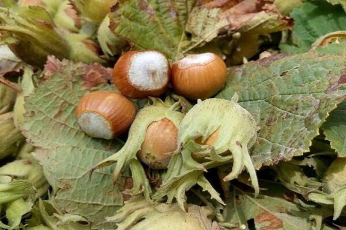 برداشت نوبرانه فندق از باغات استان گیلان آغاز شد