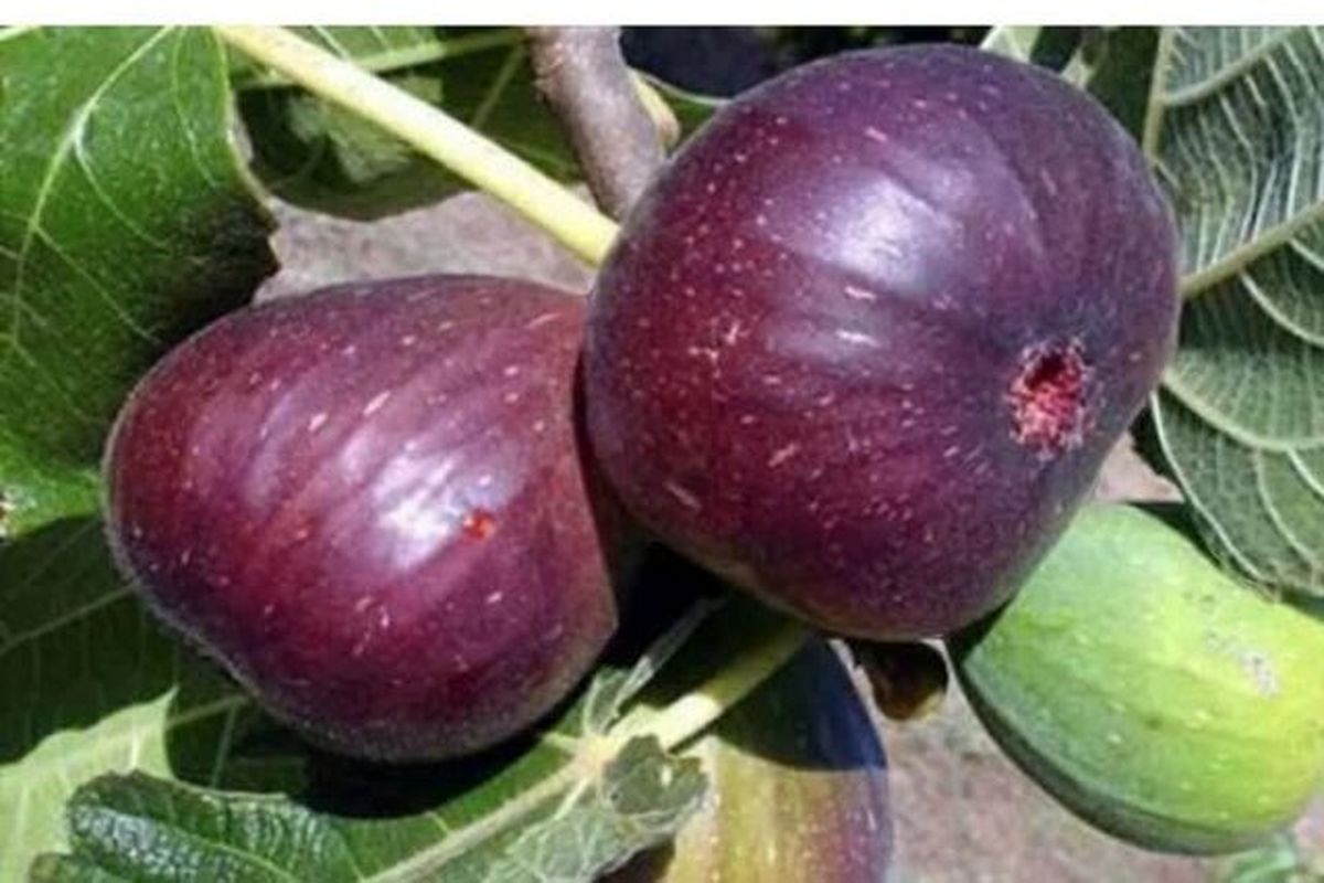برداشت انجیر در استان کرمانشاه آغاز شد