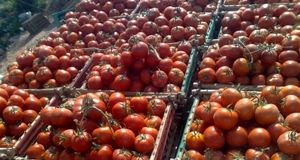 عراق واردات گوجه فرنگی و پیاز را آزاد کرد