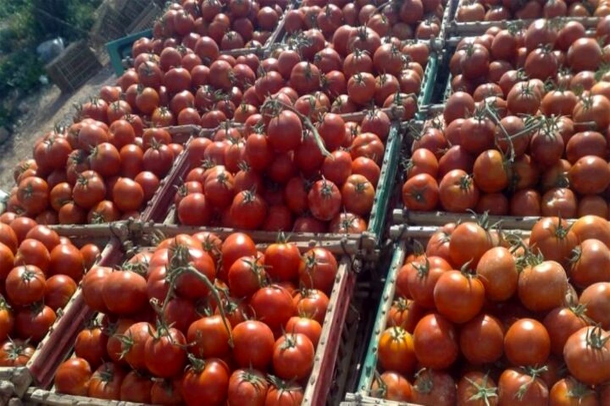 عراق واردات گوجه فرنگی و پیاز را آزاد کرد