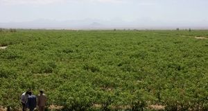 خسارت بالای ۸۰ درصد به محصول پسته شهرستان انار