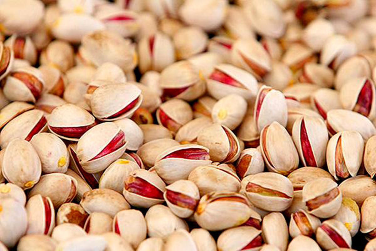 پیش‌بینی برداشت ۱۹ هزار تن پسته در استان خراسان جنوبی