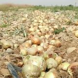 افزایش تولید پیاز در رشتخوار به ۸ هزار تن