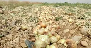 افزایش تولید پیاز در رشتخوار به ۸ هزار تن