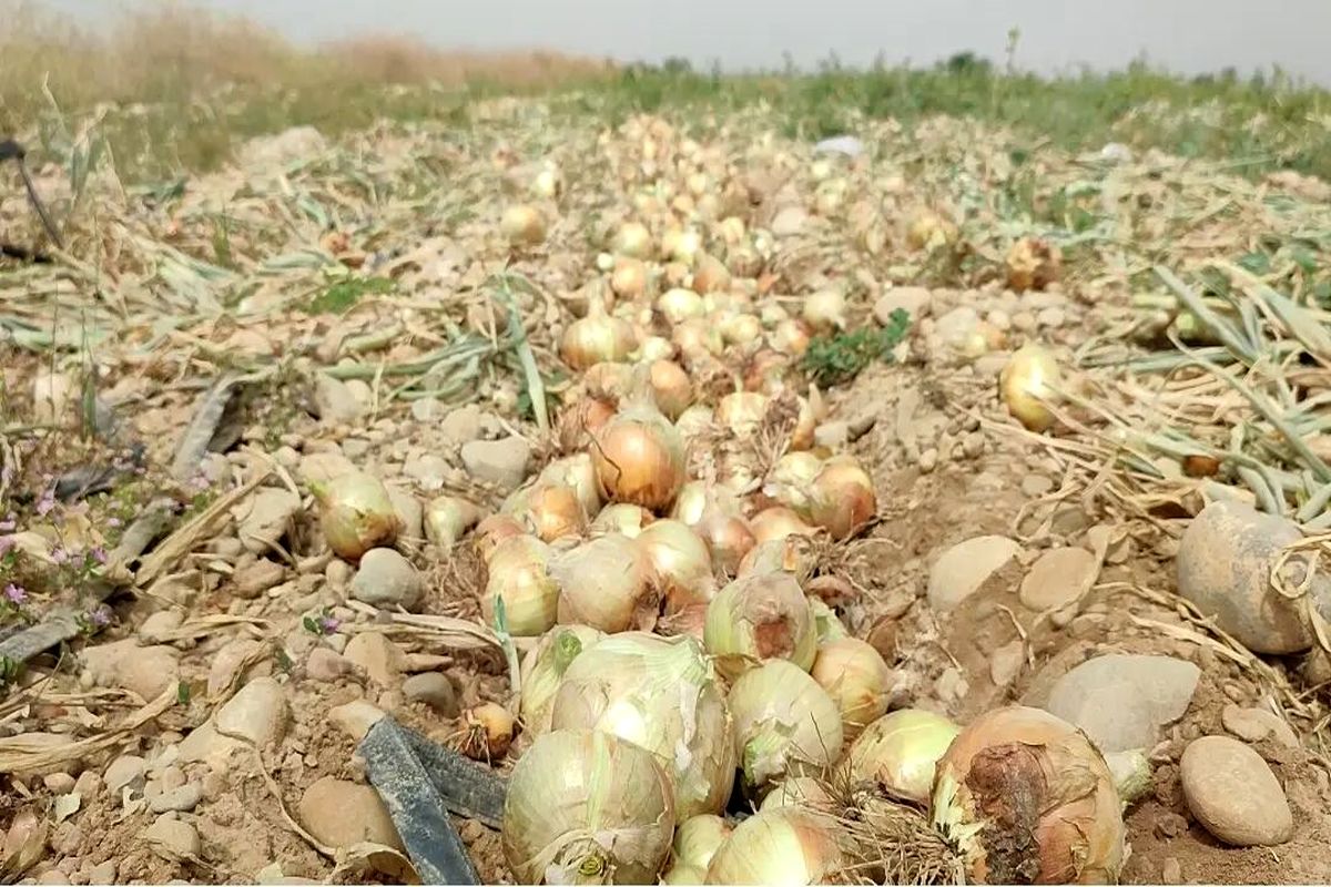 افزایش تولید پیاز در رشتخوار به ۸ هزار تن