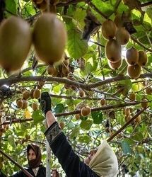 صادرات بیش از ۵هزار تن کیوی در یک هفته از استان گیلان