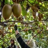 صادرات بیش از ۵هزار تن کیوی در یک هفته از استان گیلان