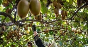 ارزآوری ۱۰ میلیون دلاری کیوی رودسر برای کشور