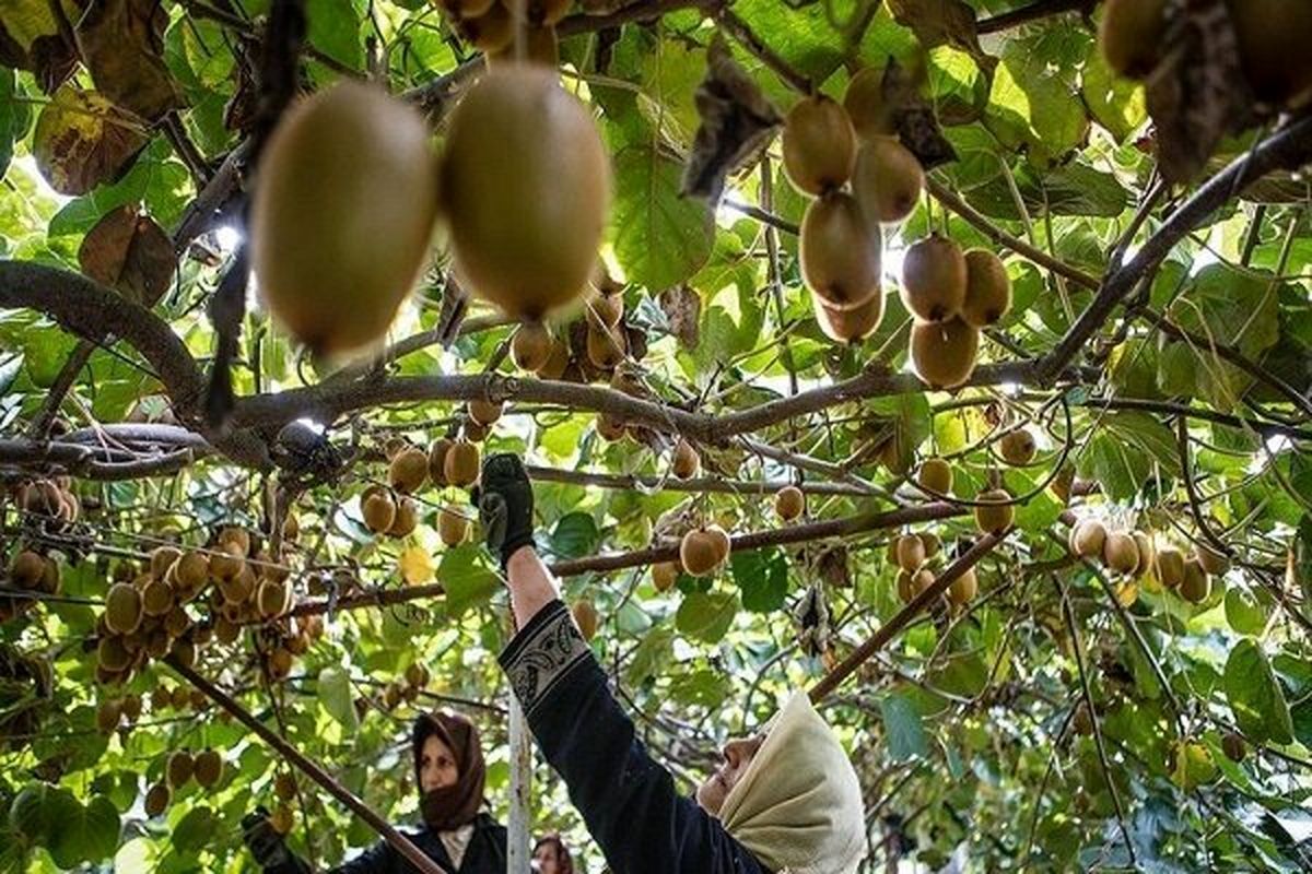 صادرات بیش از ۵هزار تن کیوی در یک هفته از استان گیلان