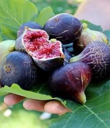پیش بینی برداشت هزار و ۷۶۰ تنی میوه انجیر در استان گیلان