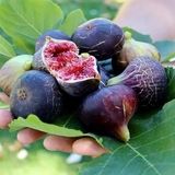 پیش بینی برداشت هزار و ۷۶۰ تنی میوه انجیر در استان گیلان