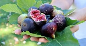پیش بینی برداشت هزار و ۷۶۰ تنی میوه انجیر در استان گیلان
