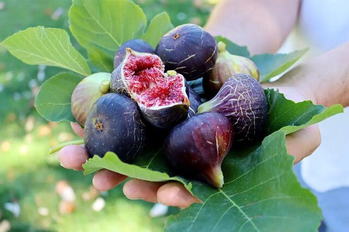 پیش بینی برداشت هزار و ۷۶۰ تنی میوه انجیر در استان گیلان
