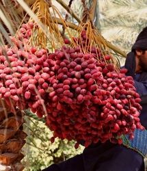 صادرات ۳۰ درصدی خرمای برداشت شده در کشور