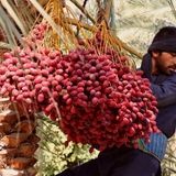 صادرات ۳۰ درصدی خرمای برداشت شده در کشور