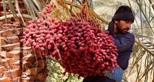 صادرات ۳۰ درصدی خرمای برداشت شده در کشور