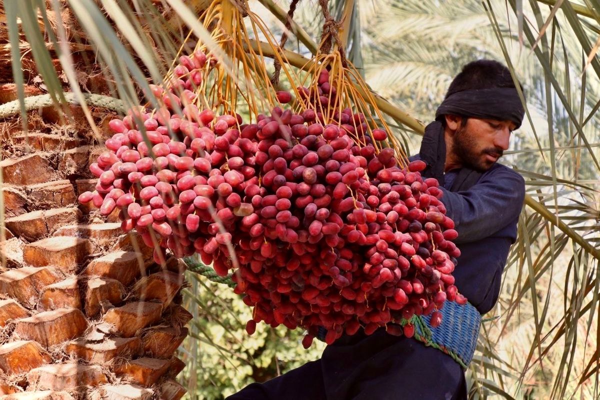صادرات ۳۰ درصدی خرمای برداشت شده در کشور