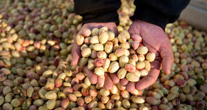 آغاز سومین جشنواره ملی پسته زرندیه در شهر مامونیه مرکز شهرستان زرندیه