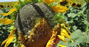 برداشت ۶۱ هزار تن تخم آفتابگردان آجیلی و روغنی از مزارع استان آذربایجان‌غربی