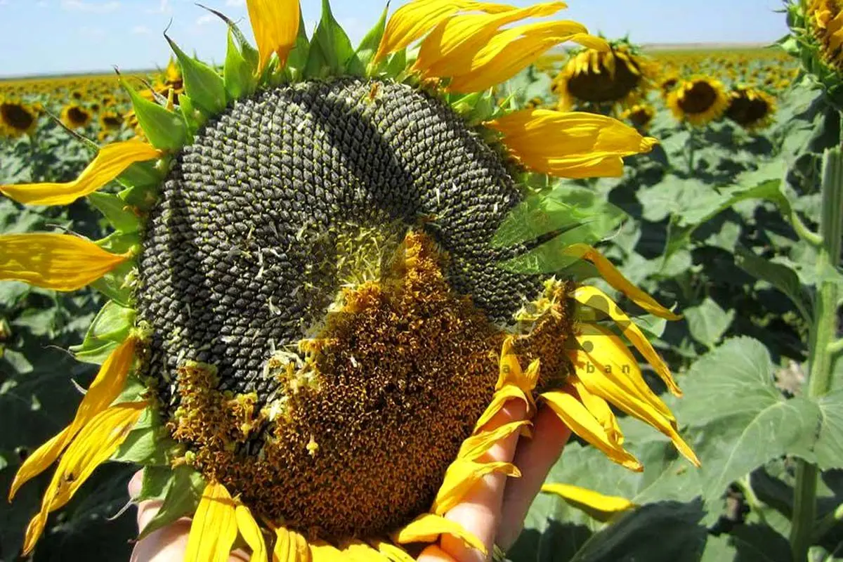 برداشت ۶۱ هزار تن تخم آفتابگردان آجیلی و روغنی از مزارع استان آذربایجان‌غربی